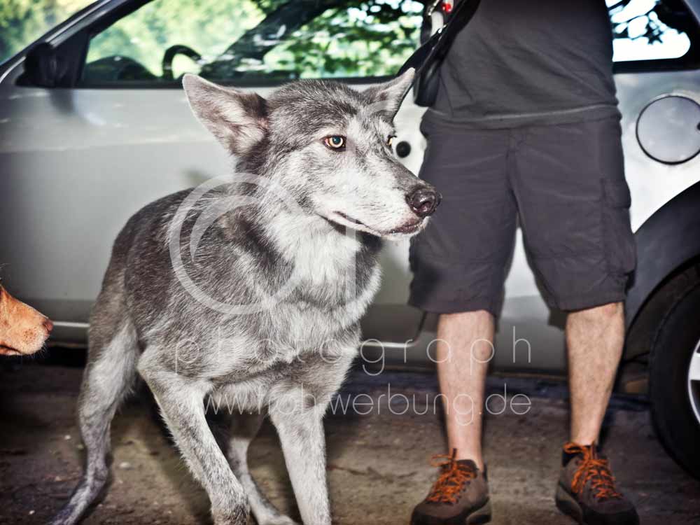 Hundewanderung10