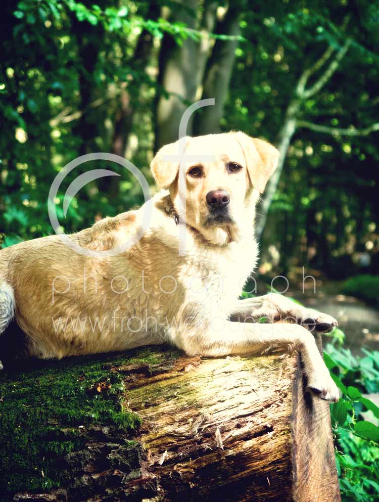 Hundewanderung100