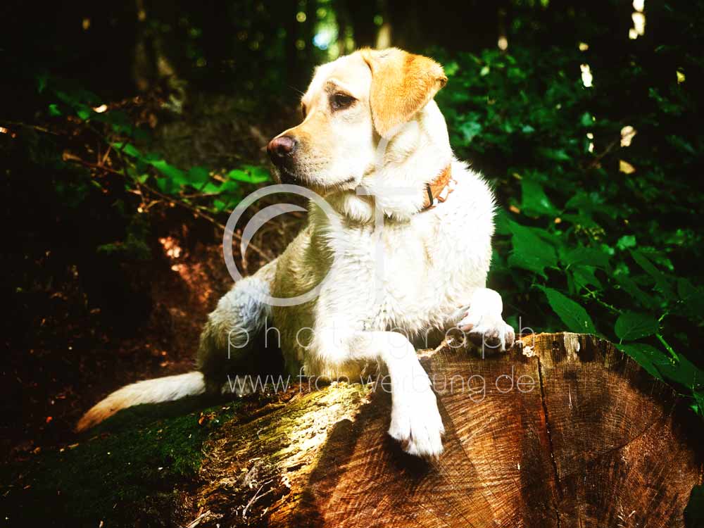 Hundewanderung101