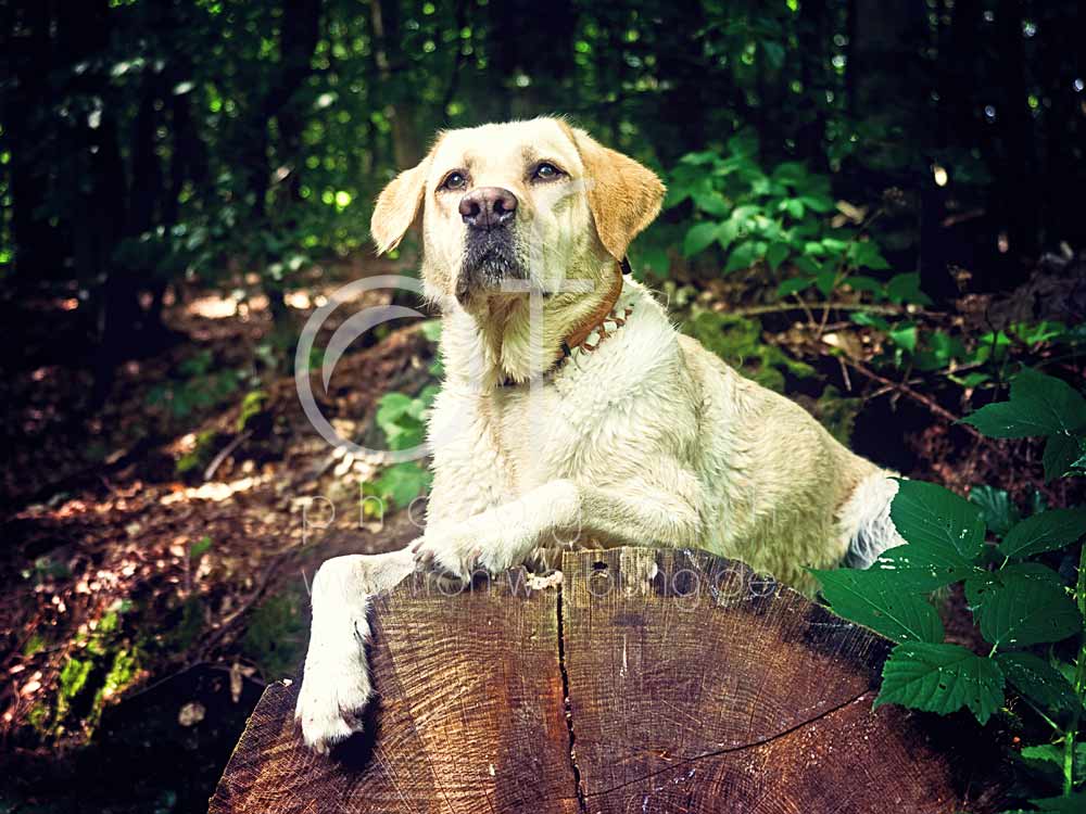 Hundewanderung102