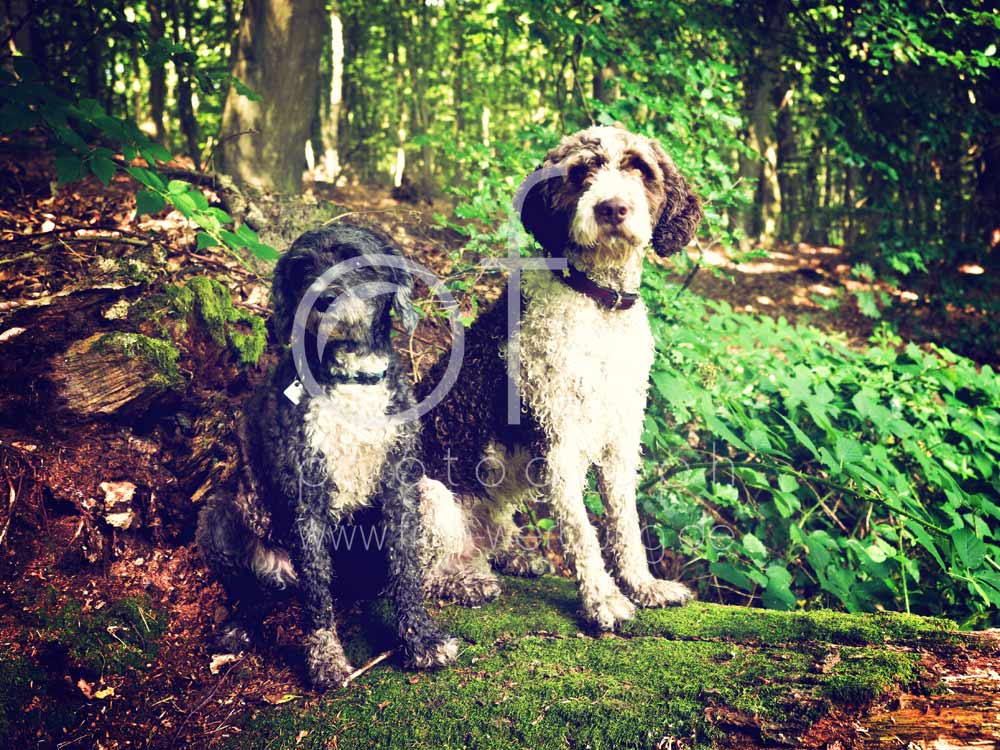 Hundewanderung104