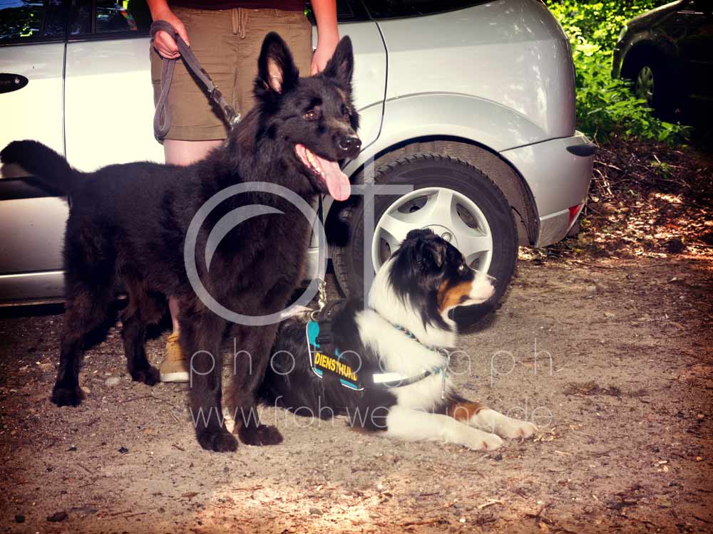 Hundewanderung11
