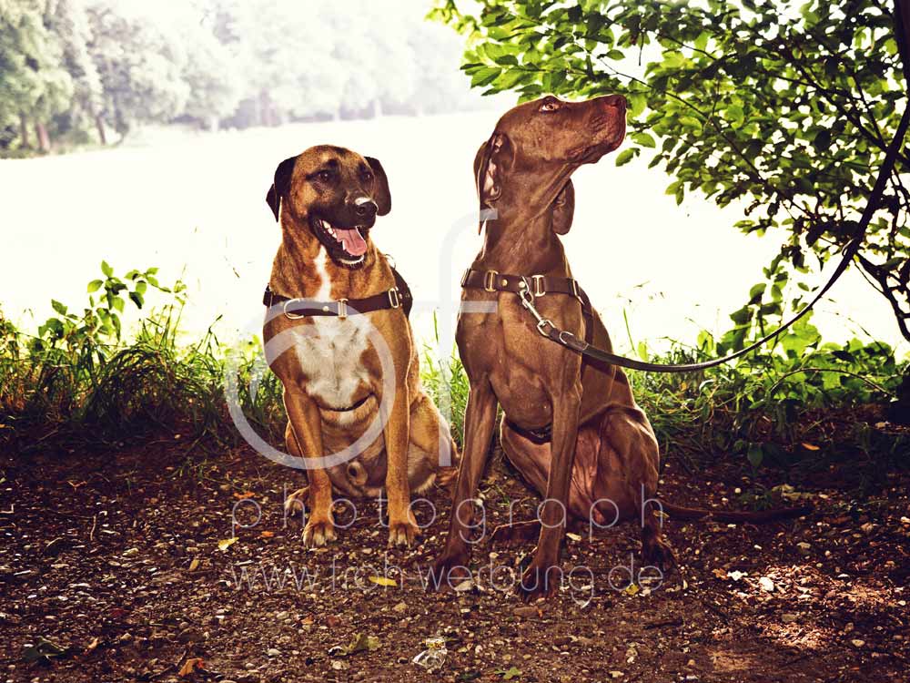 Hundewanderung112