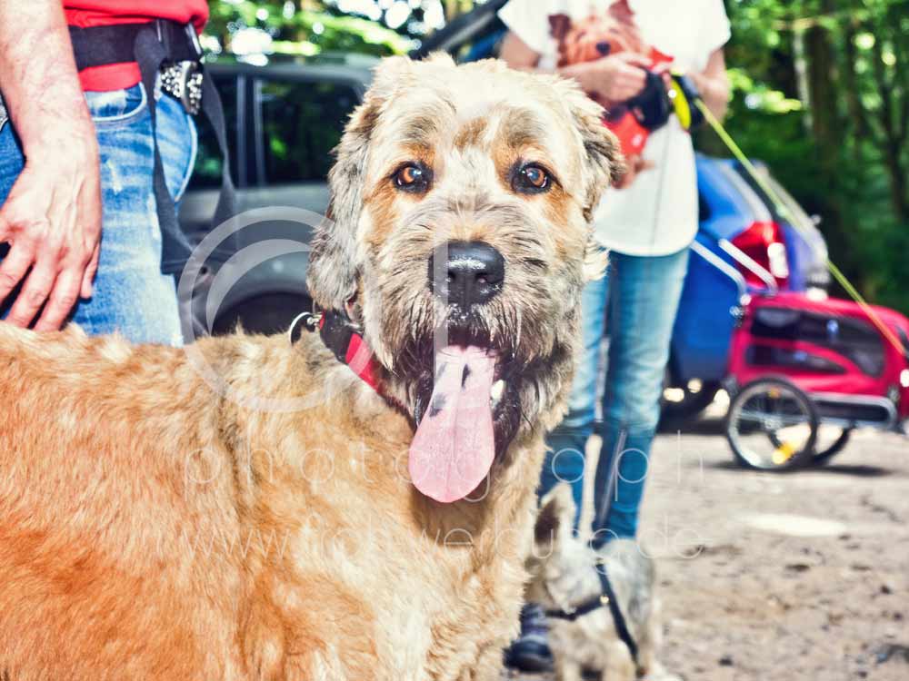 Hundewanderung12