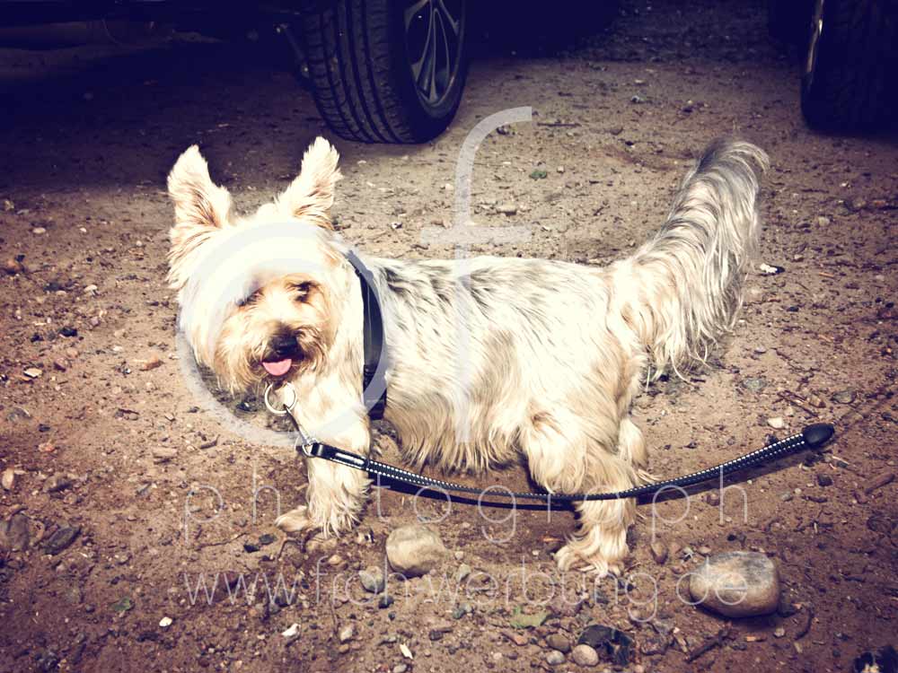 Hundewanderung120