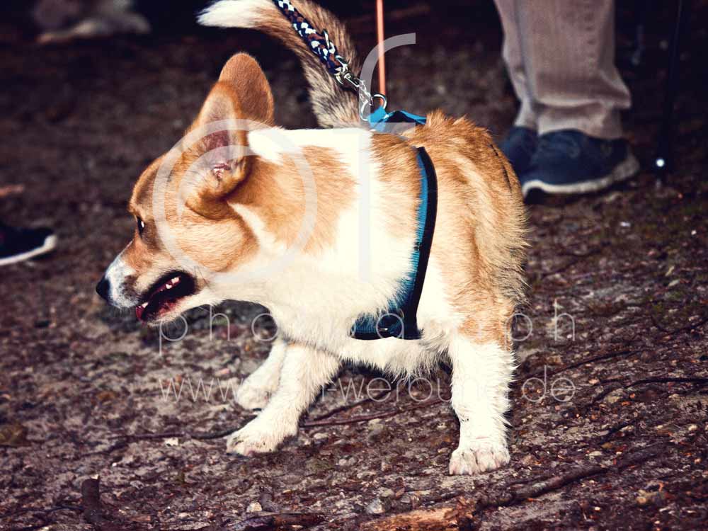 Hundewanderung121