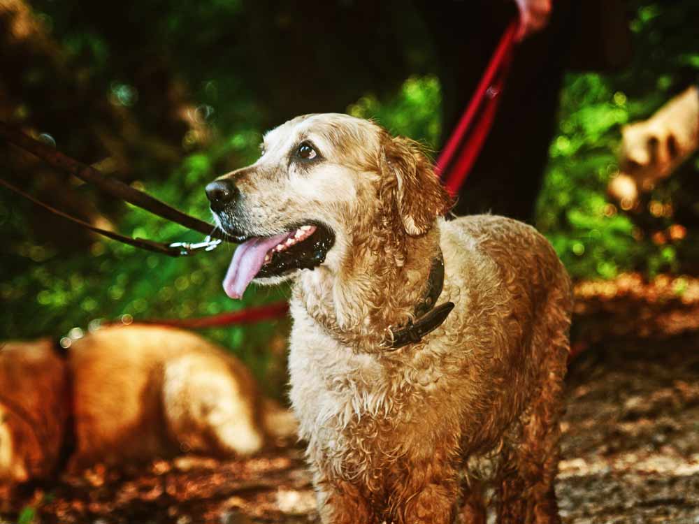 Hundewanderung122