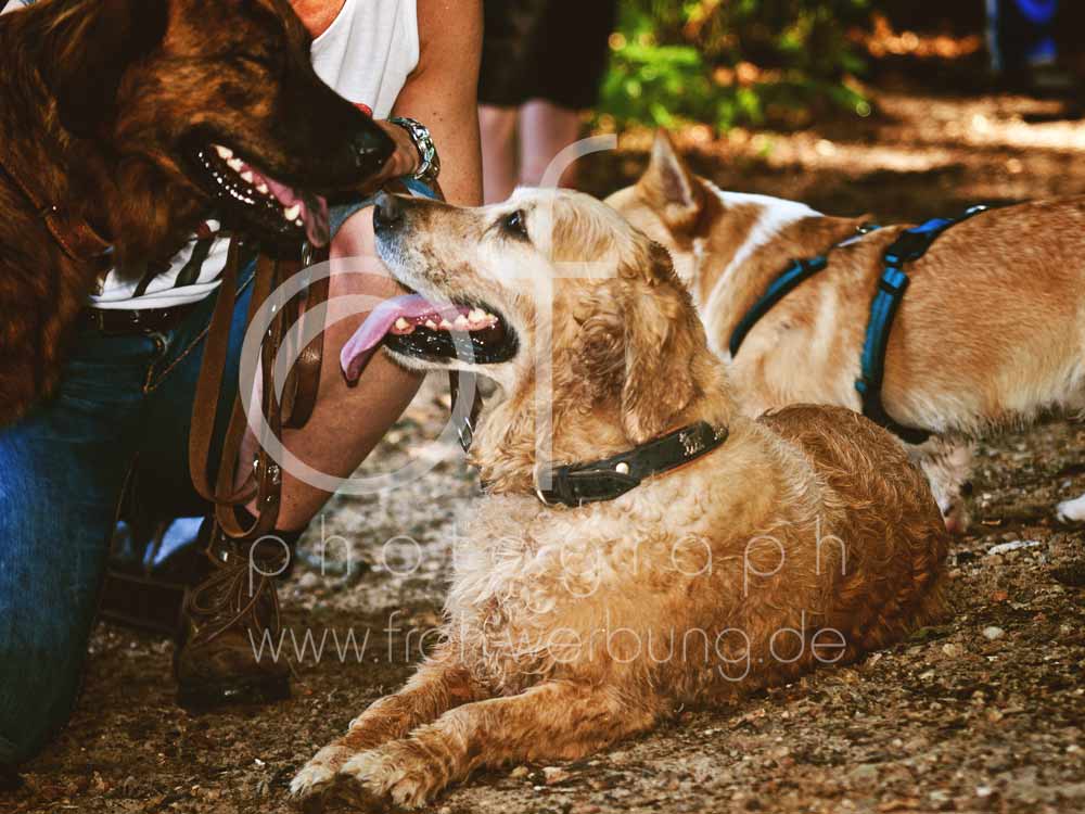 Hundewanderung123