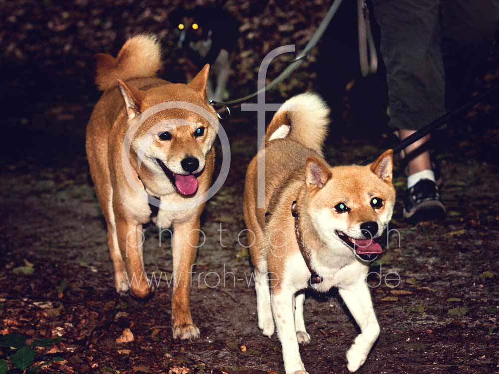 Hundewanderung126