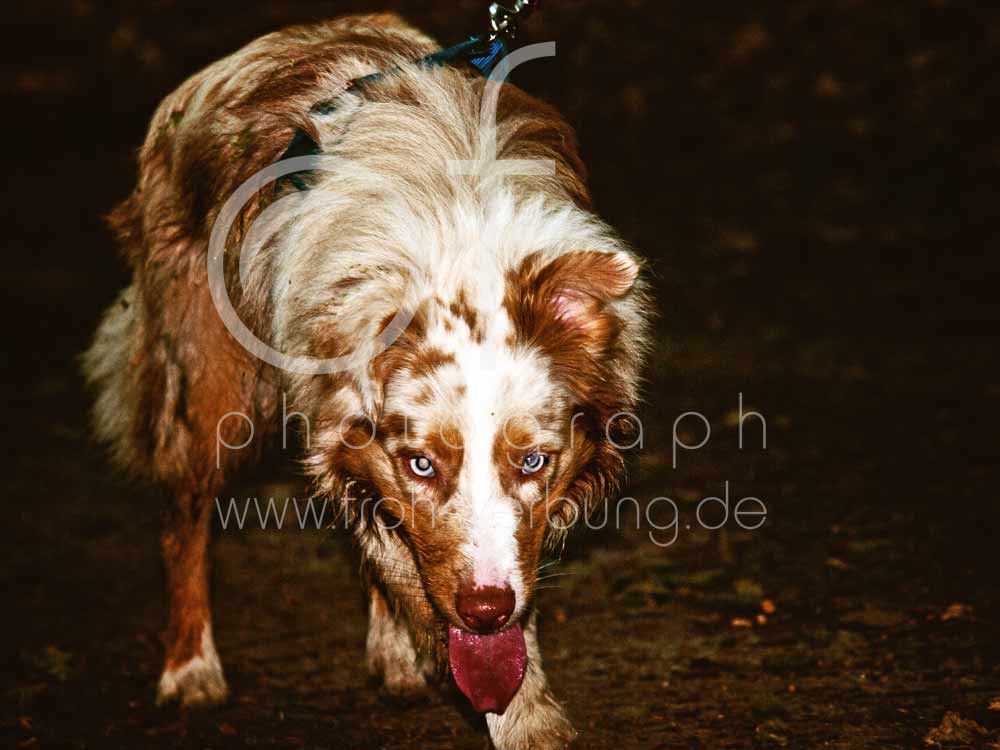 Hundewanderung127