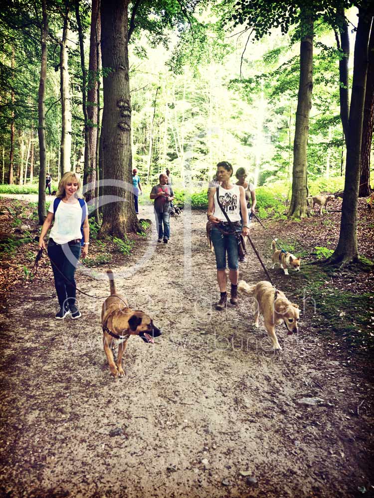 Hundewanderung24