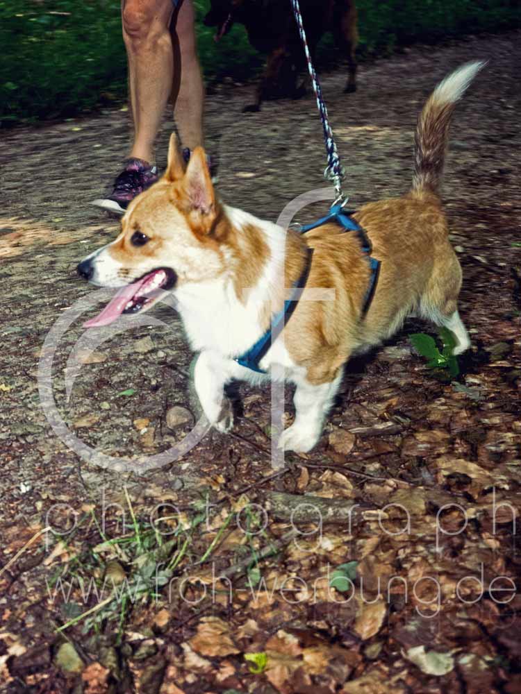 Hundewanderung26