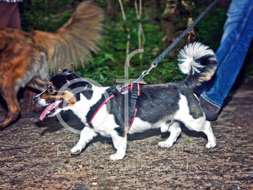 Hundewanderung27