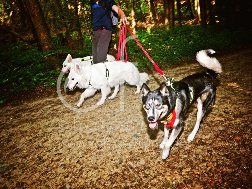 Hundewanderung36