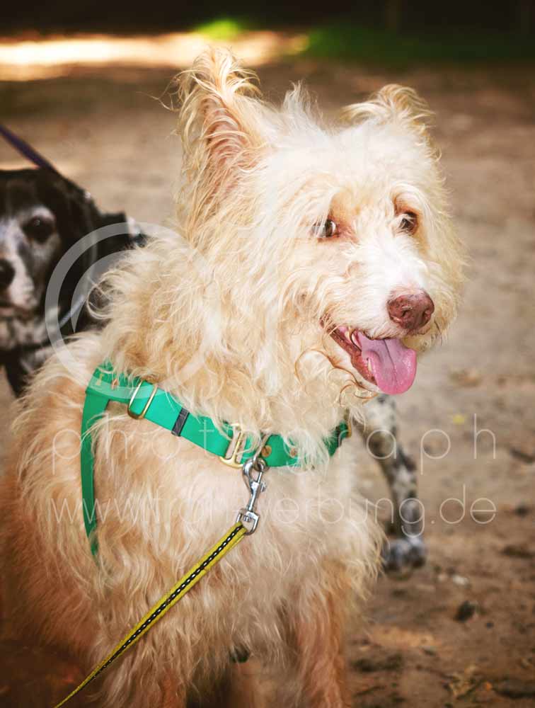 Hundewanderung4
