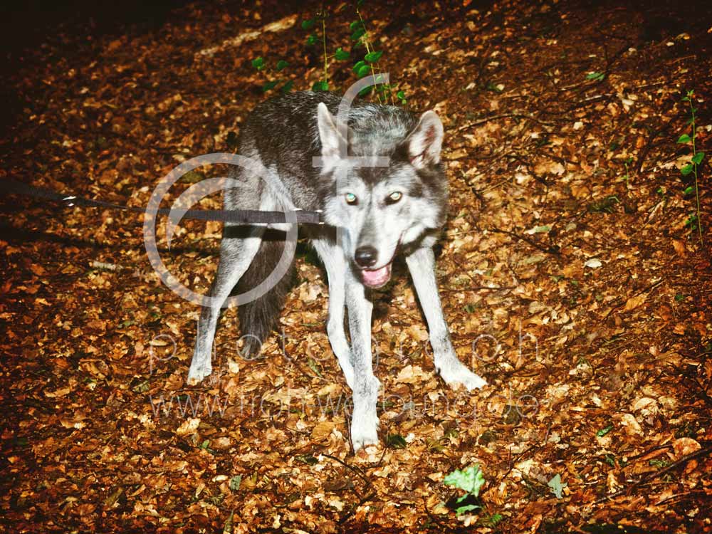 Hundewanderung47
