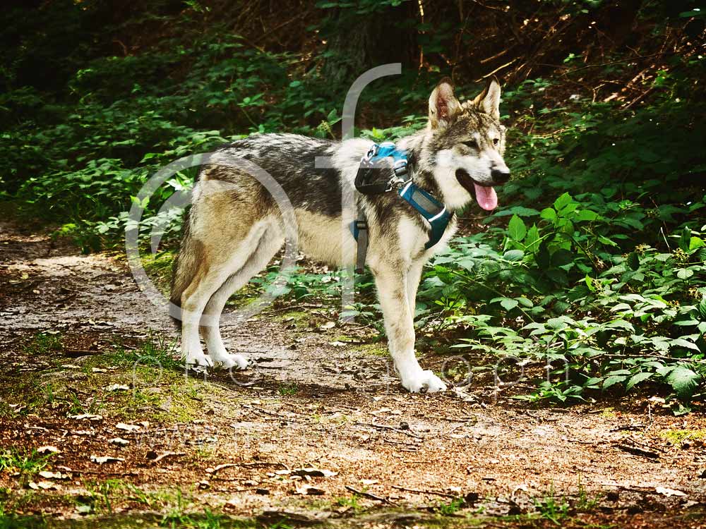 Hundewanderung52