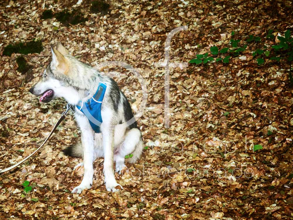 Hundewanderung62