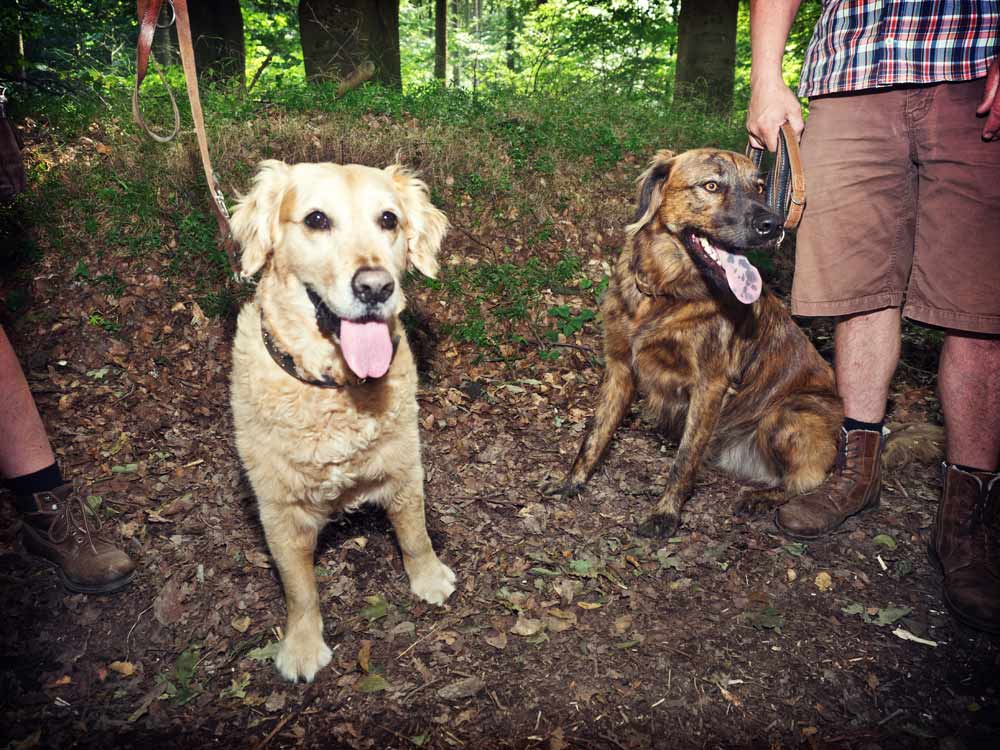 Hundewanderung7