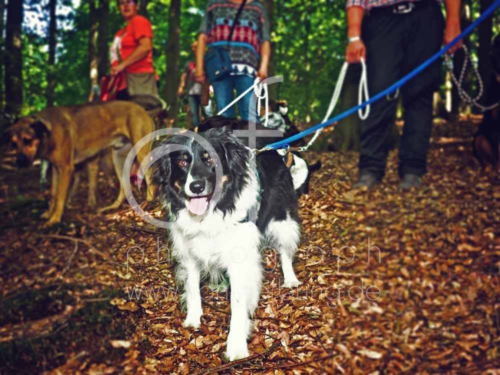 Hundewanderung70