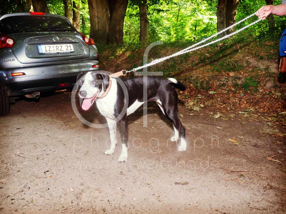 Hundewanderung8