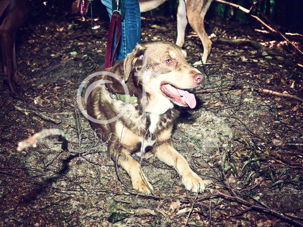Hundewanderung85
