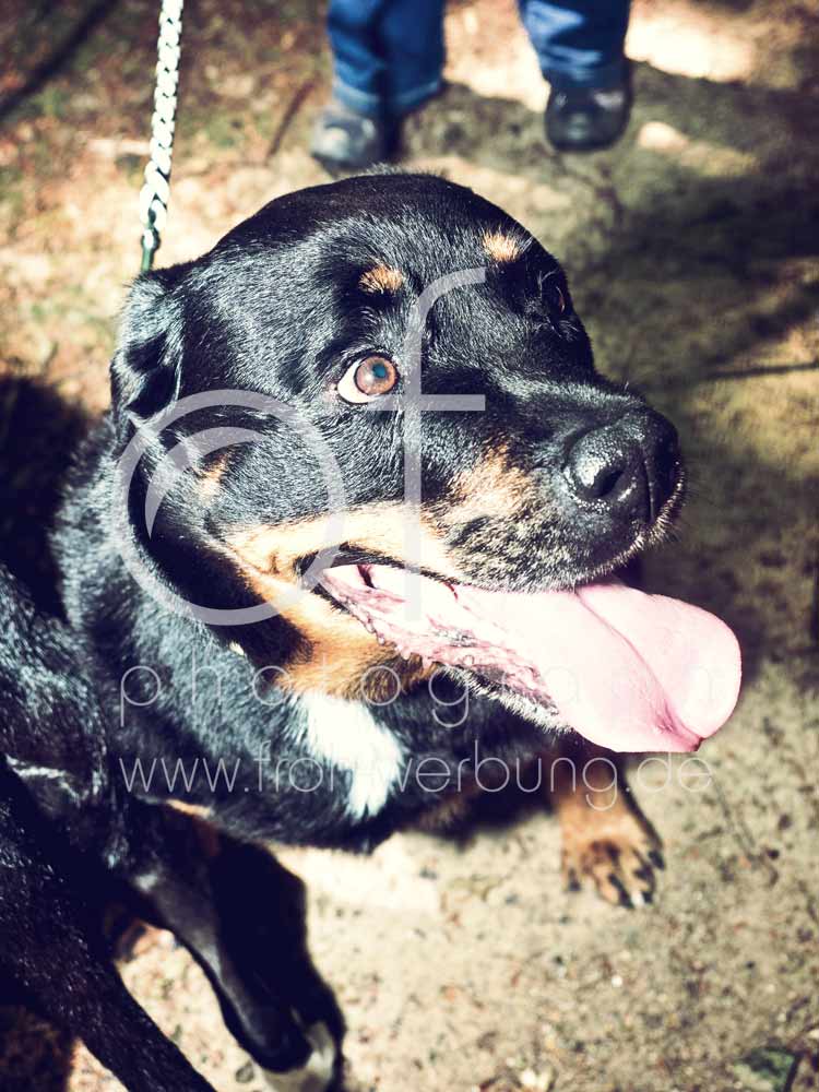 Hundewanderung87