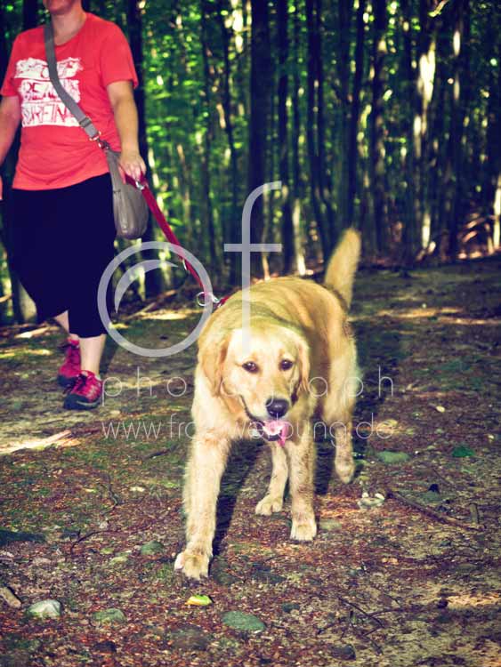 Hundewanderung88