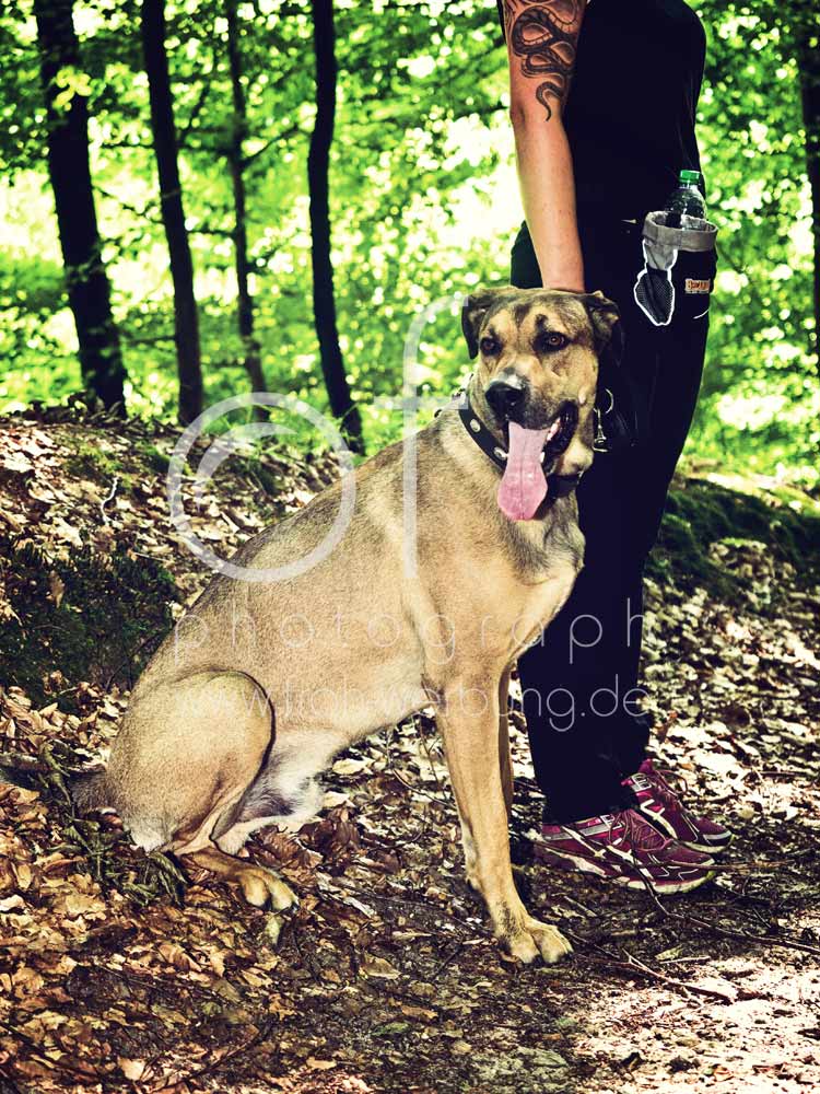 Hundewanderung90