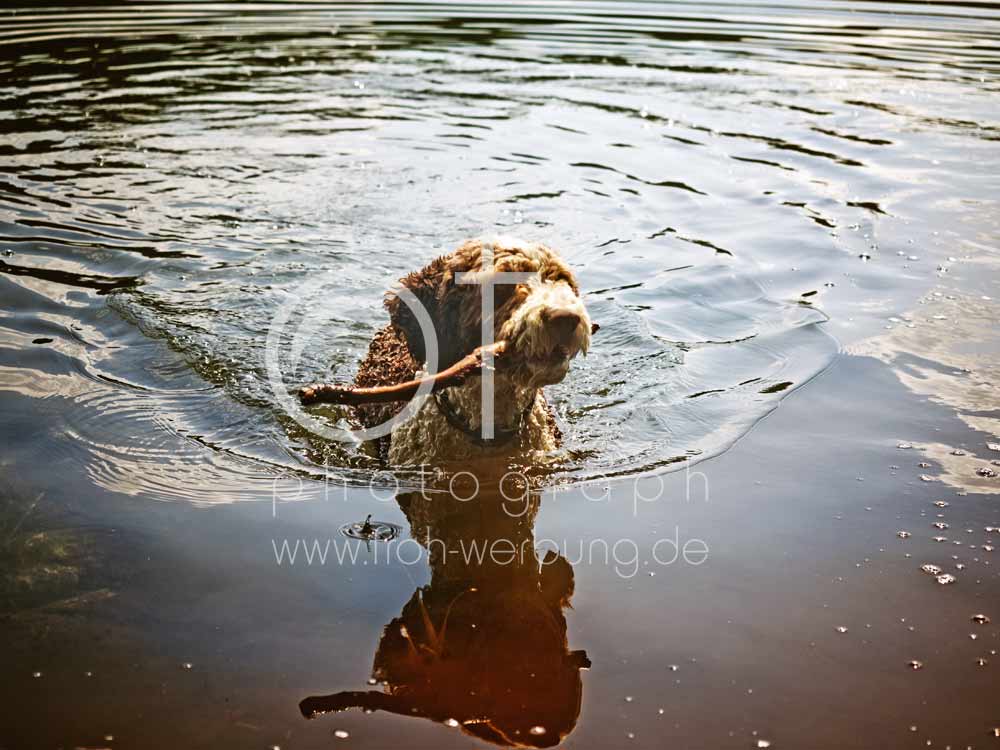 Hundewanderung98