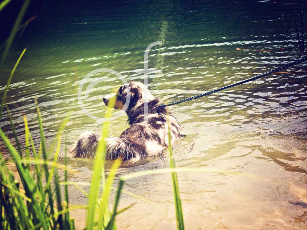 Hundewanderung99